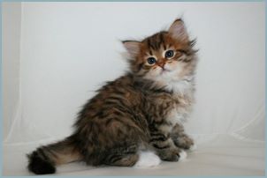 Female Siberian Kitten from Deedlebug Siberians